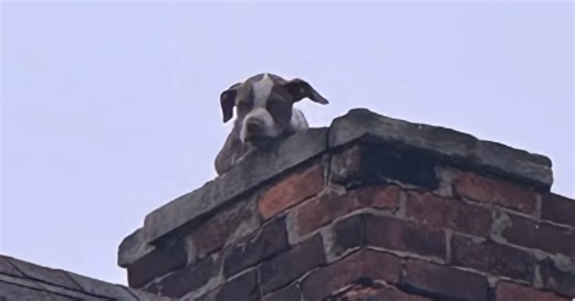 VIDEO: Michigan Humane, DFD rescue puppy from chimney of abandoned home