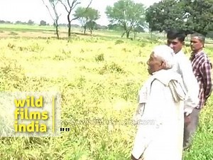 Crops suffer rain damage in Uttar Pradesh