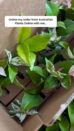 There’s nothing better than unboxing fresh plants and watching your garden come to life.  Join thousands of Aussie gardeners growing with Australian Plants Online. Choose from over 700 plant varieties for Australia-wide delivery. | Australian Plants Online | Facebook