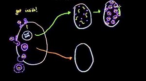 Viral replication: lytic vs lysogenic