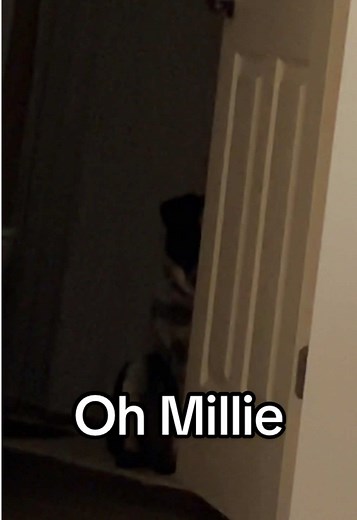 Why does she sit there and stare at me from afar #dogsoftiktok #anxiety #dog