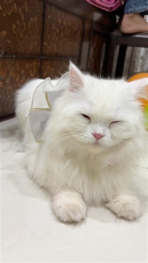 Cute entry & boom..sab dekhte reh gaye👑🤍White dress wali party queen✨#Shorts cat party |cat dress