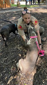2.4K views · 25 reactions | RPD’s Animal Control Unit held a Rabies and Microchip Clinic this past weekend. We served 78 dogs and 17 cats! Here are some of the families and animals that came out! Follow all of our social media to stay up to date on community events to come. #raleighpolicedepartment #rpdstrong #animals #raleighnc #explore #explorepage | Raleigh Police Department | Facebook