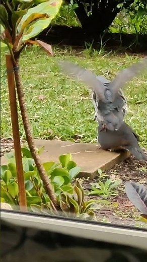 Wonga Pigeon courtship dance