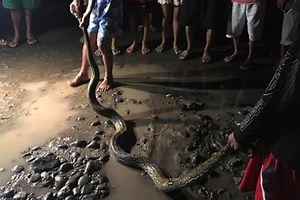 10-foot python caught in Davao after eating 4 chickens | Coconuts