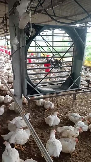 Broiler chicken farming #chickens | Pakistan Poultry Farming