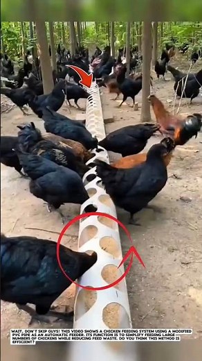 Chicken Feeder Made from PVC Pipe — Simple Yet Efficient!.