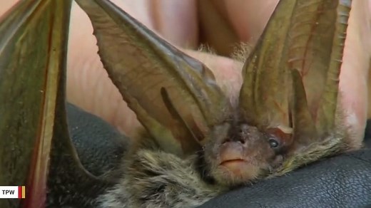 Scientist captures hundreds of bats sleeping in heart-shaped formation
