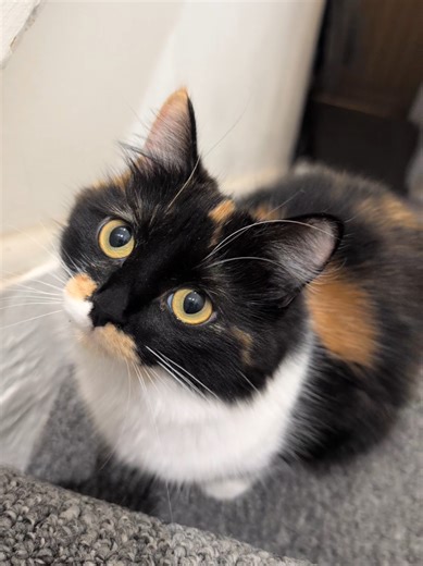 little clips of Missy and her springy toy 😹 #cutecat #funnycat #playfulcat #catsoftiktok