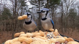 86 reactions | Blue Jays, Tufted Titmouse, Eastern Bluebirds | Critter Cam | Facebook