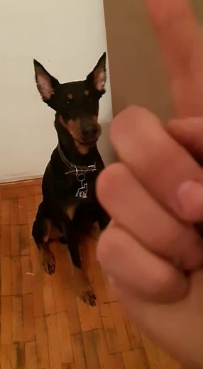 Training a Doberman to Count: Watch This Smart Dog