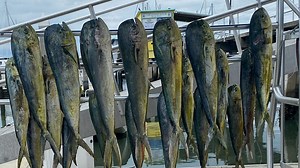 ST. JOHNS COUNTY FISHING REPORT: Cobia tip-toe our way