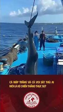 Cá Mập Trắng Và Cá Voi Sát Thủ Ai Mới Là Kẻ Chiến Thắng Thực Sự #thegioisachdo #animals #wildlife