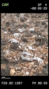 Strange Beast Uncovered in Home Garden Stirs Local Curiosity . . #AlienEncounters #EuropeHistory #AlienIntruders #ColoradoMystery #UFO #Alient #alieen #Archaeology #AncientSacrifices #UnsolvedHistory #ChimuCulture #AncientMystery #ArchaeologicaalDiscovery #Ancient #Archaeology #Mysteary | Latest UFO Sightings