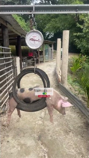 DIY Pig Weighing | Easy to weigh and without hurting pigs 😂😍💪🏽