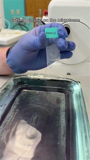 Cutting Parsnip on the Microtome