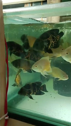 Oscar's Epic Fishing Adventures!#aquarium #shorts #subscribe