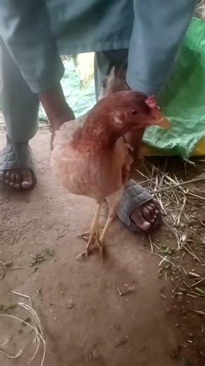 “Hen Clucking Sound | Chicken Sound Calling Chicks”