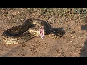 Huge Southern African Python Defensive Strike!!!