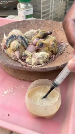 Baby Hand-Fed First… Mama’s Response Was Priceless!