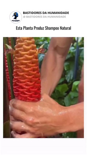 Bastidores Da Humanidade on Instagram: "O gengibre-shampoo (*Zingiber zerumbet*), também chamado de awapuhi, produz brácteas florais em formato de cone que liberam um líquido perfumado e escorregadio quando você aperta. Esse “suco” natural é usado há muito tempo no Havaí e em outras regiões tropicais como shampoo e condicionador. Ele pode limpar suavemente sem químicos agressivos, amaciar e alinhar os fios, dar brilho e até ajudar a acalmar o couro cabeludo irritado. Como não faz muita espuma co