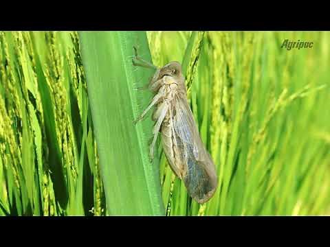 Control de Plagas en Cultivo de Arroz en la etapa Vegetativa