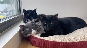 1.6K views · 142 reactions |  Have you heard about our three-headed...