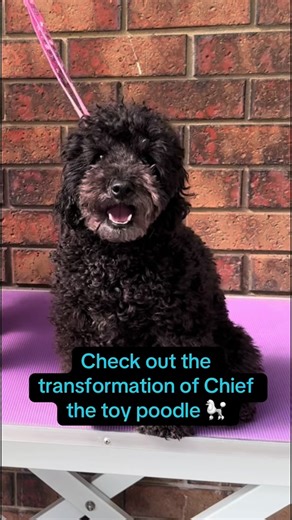 What do you think? Toy poodles will always have my heart. ♥️ #polishedpooches #puppy #poodle #toypoodle #poodlesofinstagram #oodlesofpoodles #creativegrooming #dogsoftiktok #groodle #cavoodle #cavapoo #dogtok #dogsofinstagram