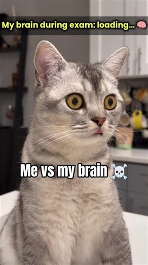 My brain really said no data found 💀 #cat #catmemes #studentlife #relatable #funny #fyp