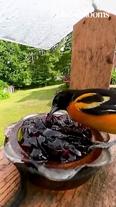 23K reactions · 2.7K shares | Just $7 for 1 Year Subscription. 365 Days Risk Free, Money Back! | Birds & Blooms Magazine | Facebook