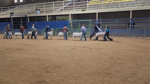 3K views · 38 reactions | Head on over to the 2025 Pecos County Livestock Show today and tomorrow. Premium sale is Saturday at 6 p.m. | Fort Stockton Pioneer | Facebook
