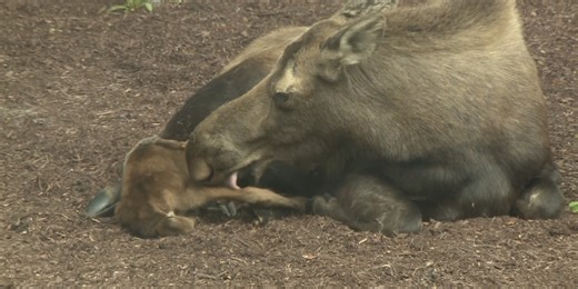 Moose & day-old calf still at Providence Health Park Friday following Thursday’s birth
