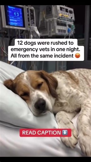 Please donate to save lives 🙏.#adoptme #shortreels #animallovers