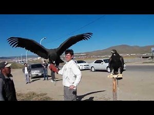 Giant Mongolian Vulture flaps its wings next to a man's head