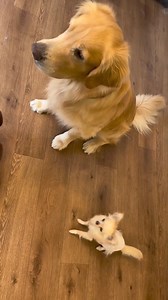 5.2K views · 130 reactions | The chihuahua is really fast ...