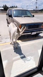 Ganaron las Chivas!!! | Unión Football Club