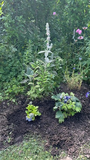 🌸🪻Newly planted blue hydrangea , delphinium ,ballon flower and purple coneflowers 🪻🌸