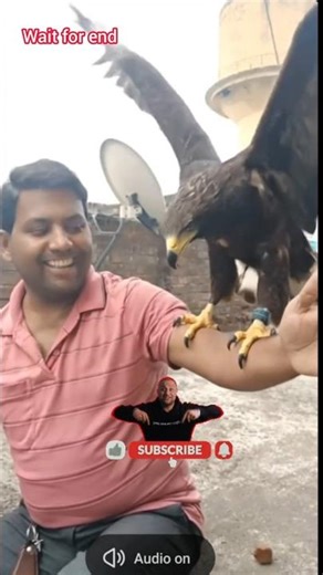 raising an eagle indoors was a mistake #shorts #ai #funny