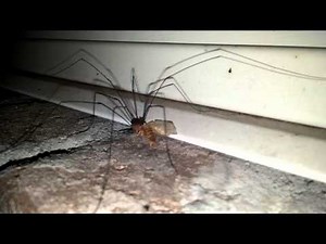 Grandaddy Long Legs Spider up close eating a moth