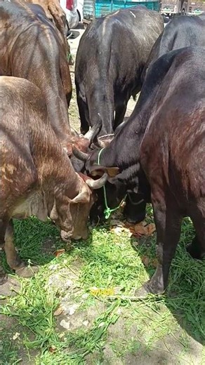 Most Satisfying Nature Clip – Happy Cows on Green Fields 🐄✨#shorts