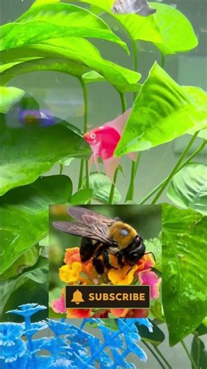 Beautiful Pink Neon Angelfish! 😮👍💯