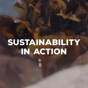 Many Maine lobstermen keep busy in the off-season with kelp! Kelp farming is helping to grow local Maine economies and restore marine life. Learn more about the environmental efforts of lobstermen at https://hubs.ly/Q01Rc_r70 | Lobster from Maine