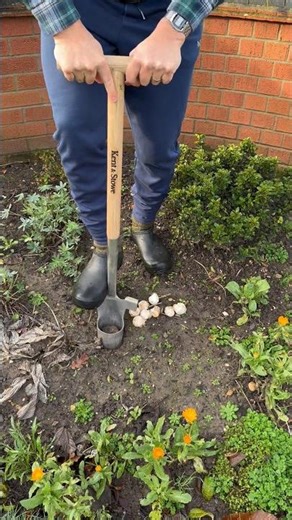 Using my bulb planting tool