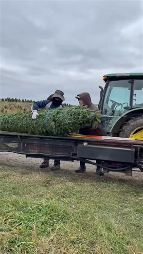 15K views · 177 reactions | This beauty, at 15+ft is the biggest tree we have brought in this year. Look for it in the main foyer at Sagicor in wildey.  | Bajan Xmas Trees | Facebook