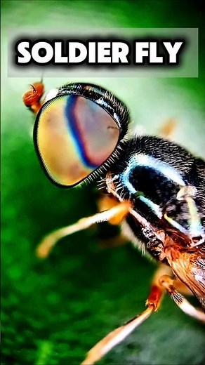 Microscopic View of Soldier Fly | Close-Up Details of Stratiomyidae #microscope #blacksoldierfly