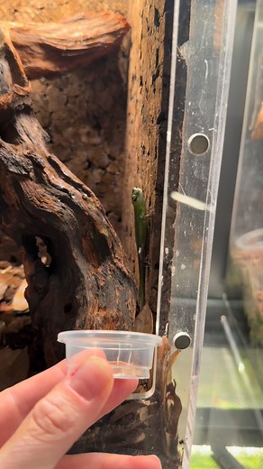 Earning some trust with the baby emerald tree skinks. I’m both excited and sad to be sending these guys off to their new home next week. #reptile #lizard #dragon #reptileroom #feedinganimals | Britt’s.biome