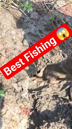 Amazing Mud Fishing by Hand😱 | Village Fishing 2026#shorts