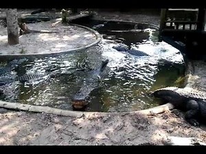 Alligator fight.
