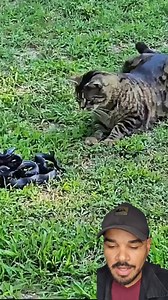2M views · 29K reactions | A cobra mais rápida do Brasil contra o gato mais rápido #curiosiddadadanatureza #curiosidades #animal | Jeomarsouzafilmes | Facebook