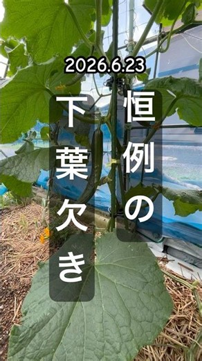 [Pruning Lower Leaves and Lowering Cucumber Vines] Long Version #CucumberCultivation